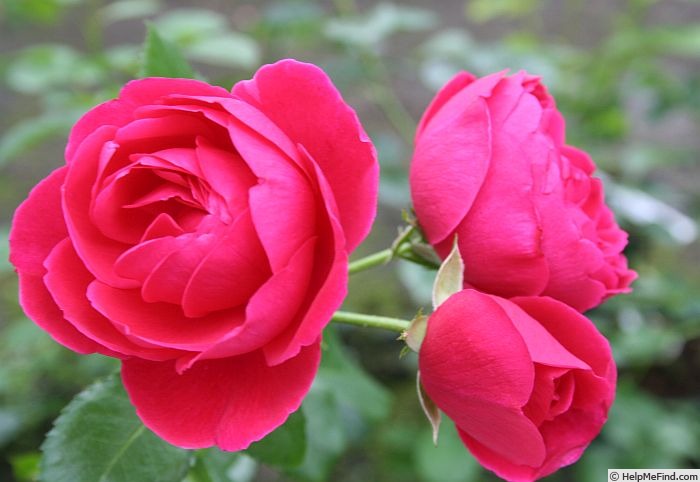 'The Captain of Hearts' rose photo
