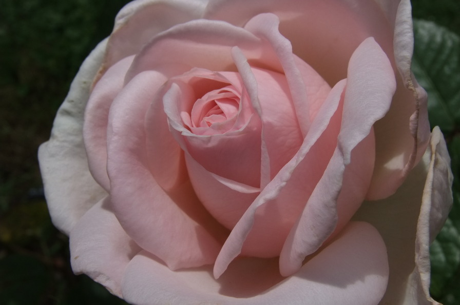 'Schloss Ippenburg' rose photo