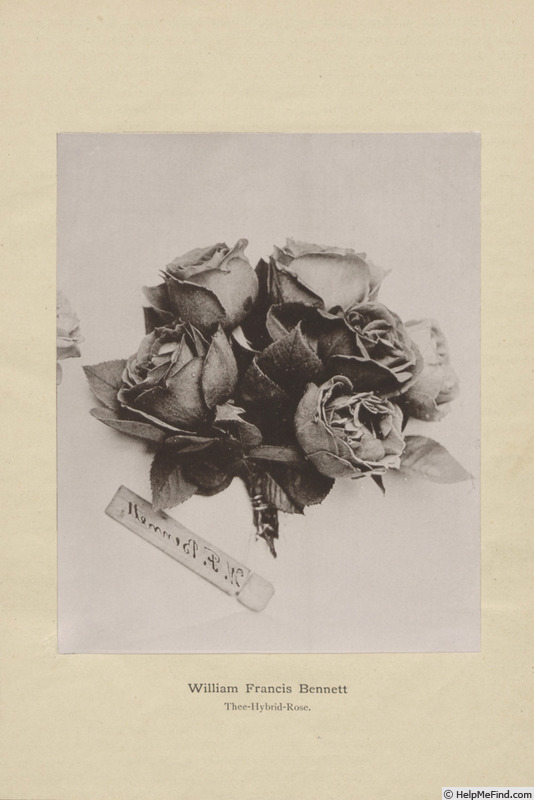 'William Francis Bennett' rose photo