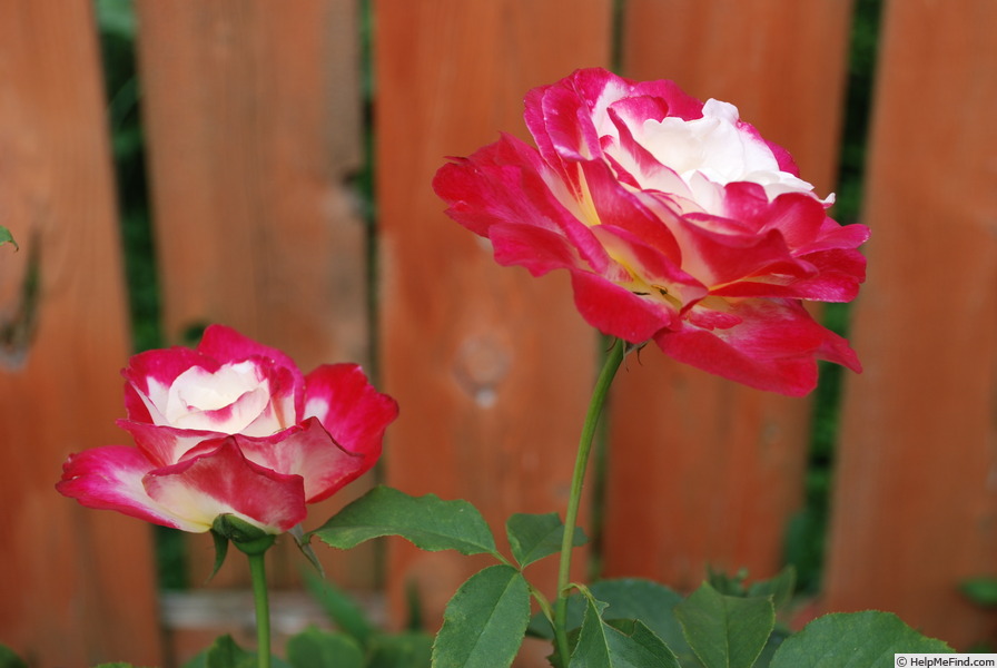 'Double Delight ®' rose photo