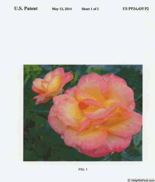 'CA29' rose photo