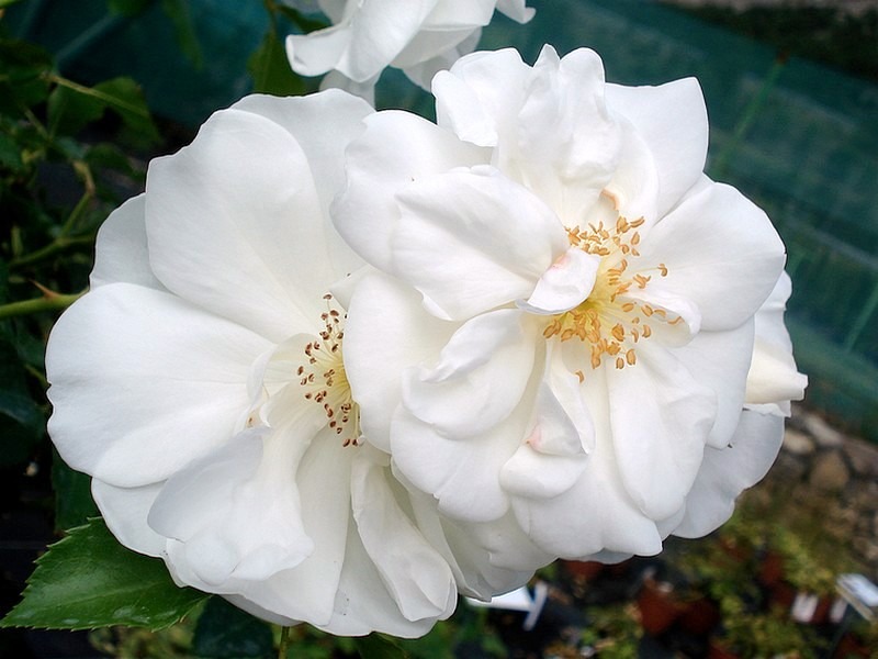 'Opalia' rose photo