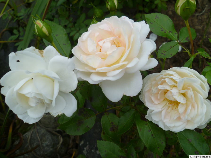 'Marita (shrub, Scarman, 2010)' rose photo