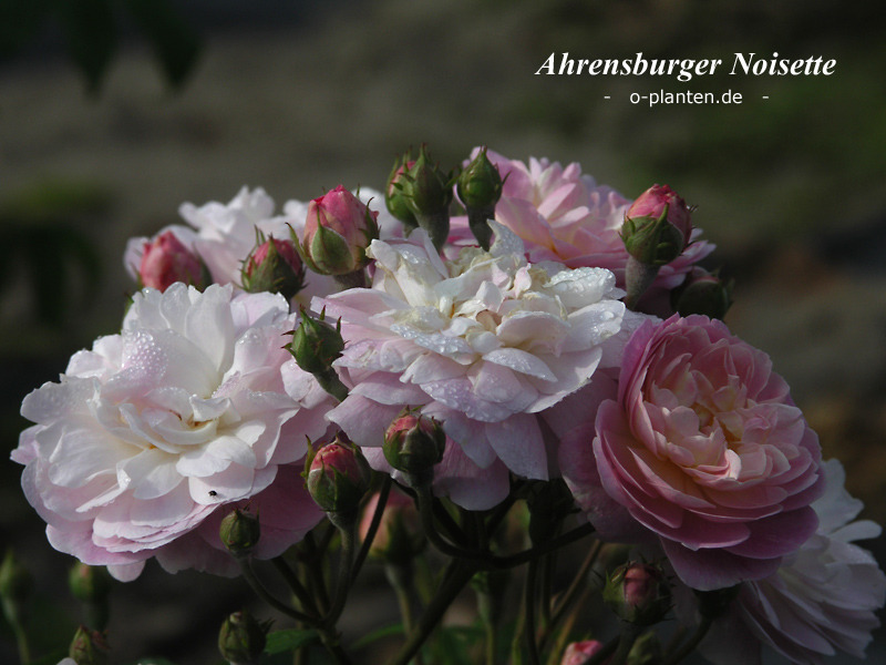 'Ahrensburger Noisette' rose photo