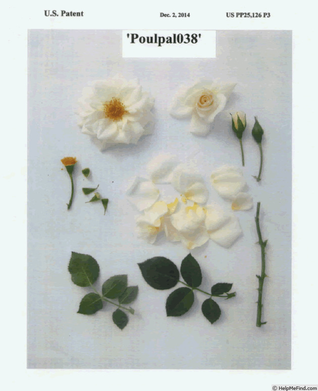 'Poulpal038' rose photo