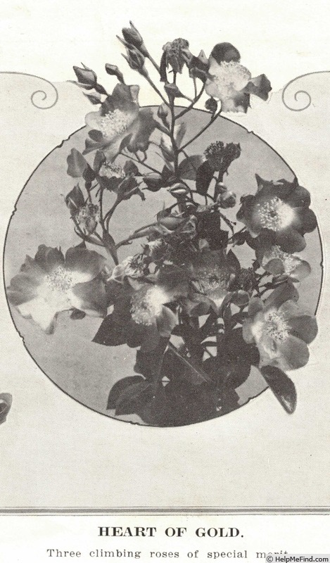'Heart of Gold (rambler, Van Fleet, 1915)' rose photo