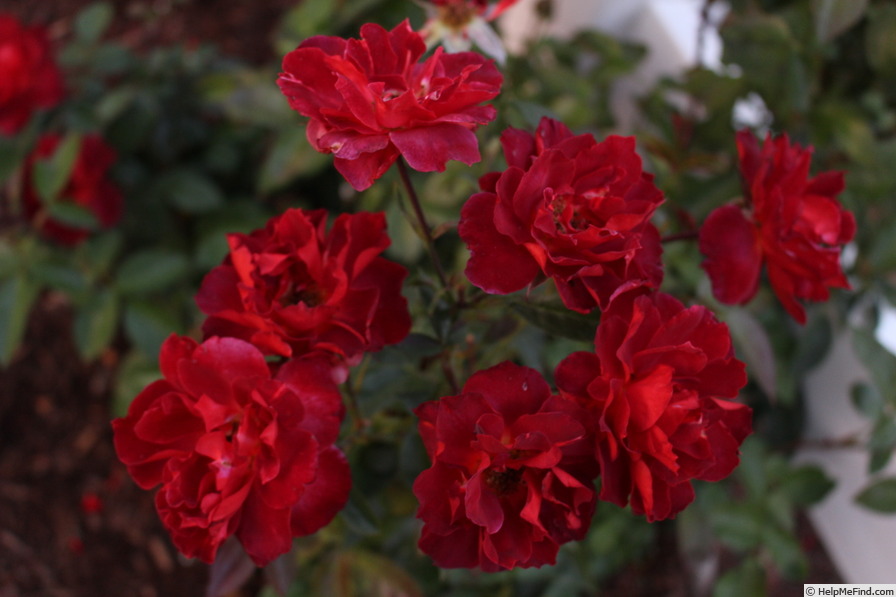 'Hot Cocoa ™ (Floribunda, Carruth, 2002)' rose photo