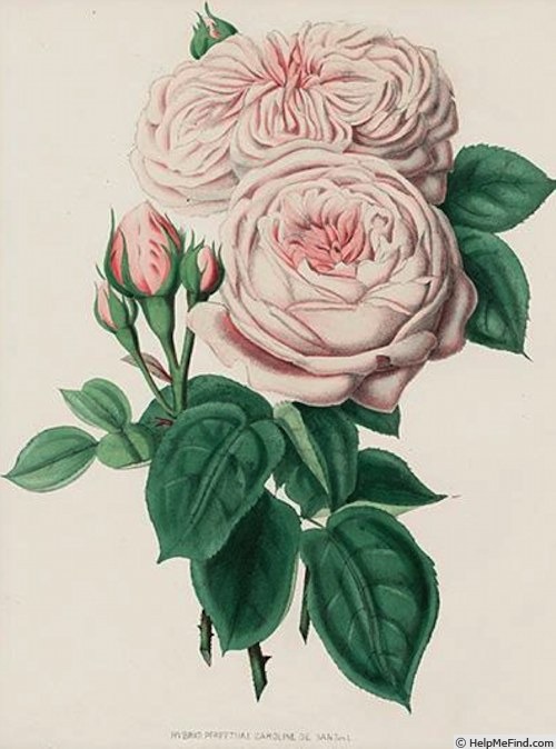 'Caroline de Sansal' rose photo