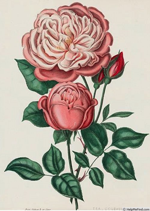 'Goubault (tea, Goubault, 1834)' rose photo