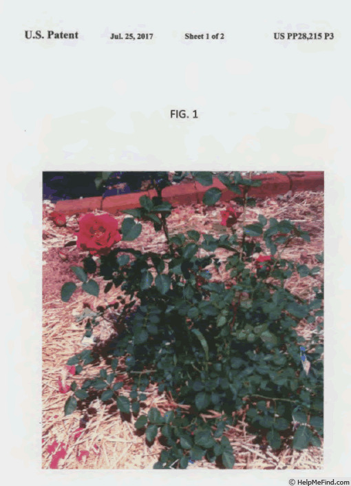 'GRAred' rose photo