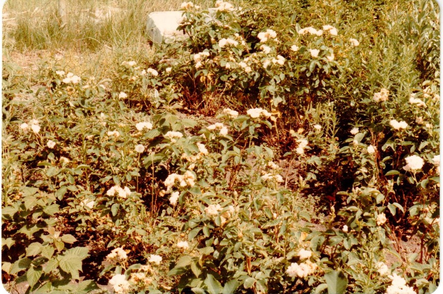 'Polly Primus' rose photo