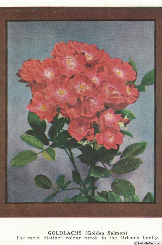 'Goldlachs' rose photo