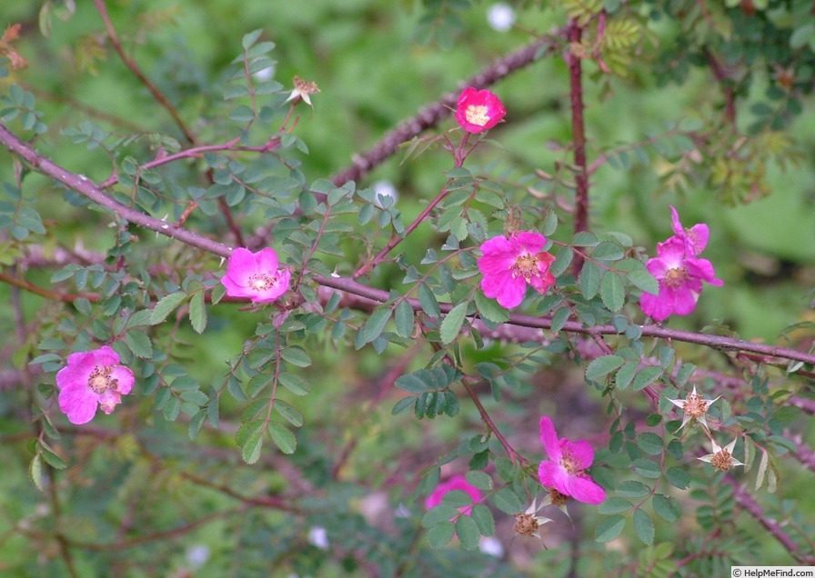 'R. willmottiae 'Hadden's variety'' rose photo