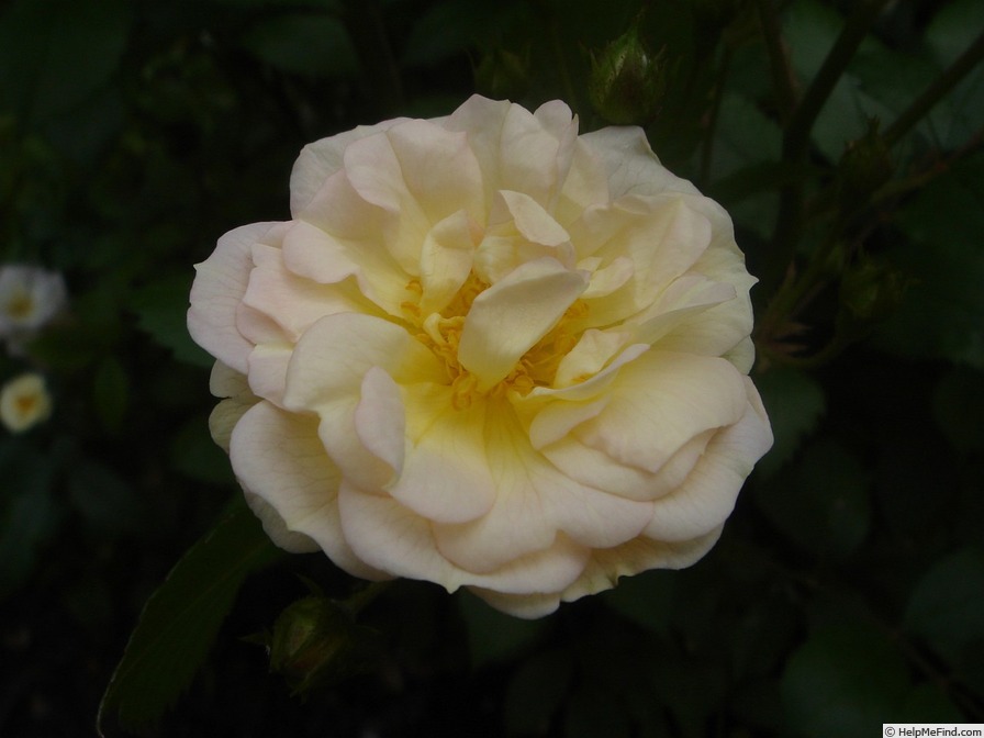 'Heike Giannotti' rose photo