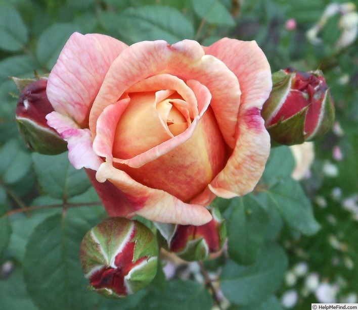 'Nr. 130' rose photo