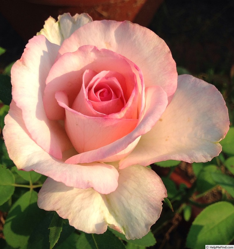'Sweet Beauty' rose photo