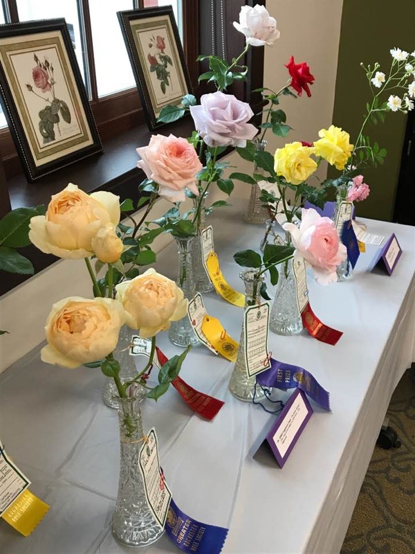 'Greater Rochester Rose Society Show'  photo