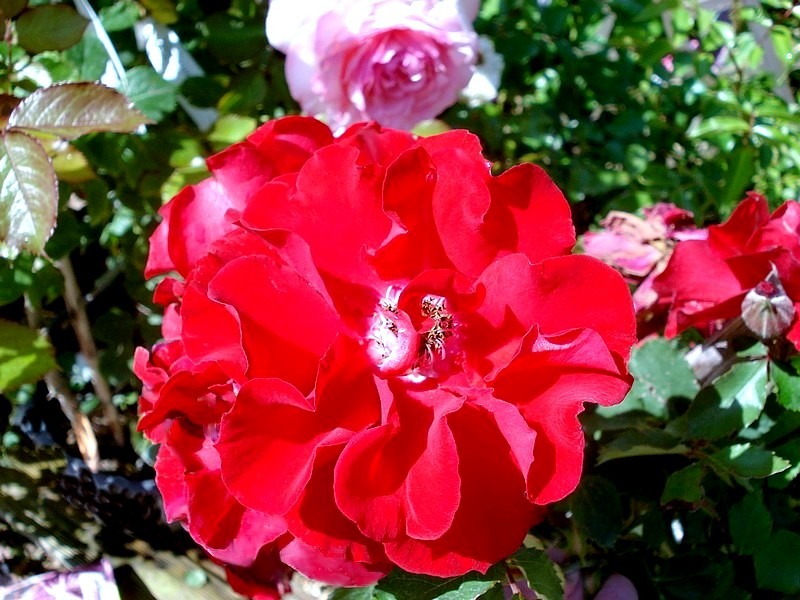 'Vittel' rose photo