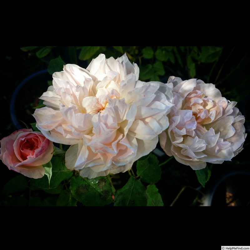 'English Elegance ®' rose photo