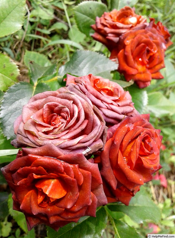 'Brown Sugar' rose photo