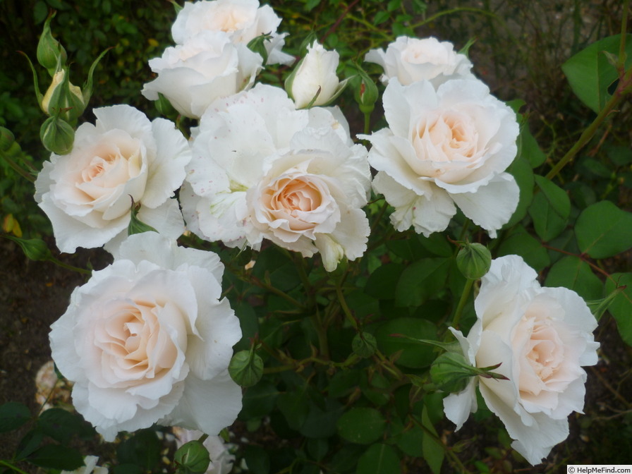 'Poustinia' rose photo