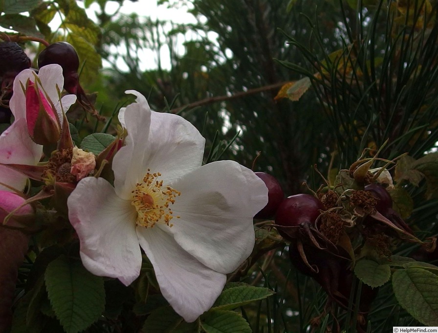 'Harucabi' rose photo