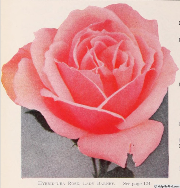 'Lady Barnby' rose photo