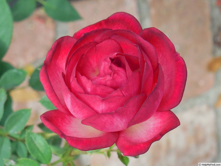 'Hoot 'n' Holler' rose photo