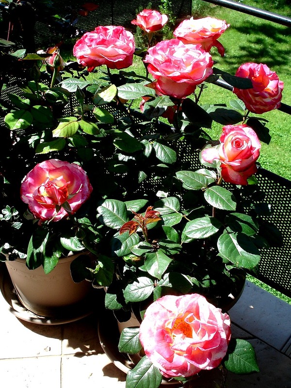 'Django Reinhardt ®' rose photo