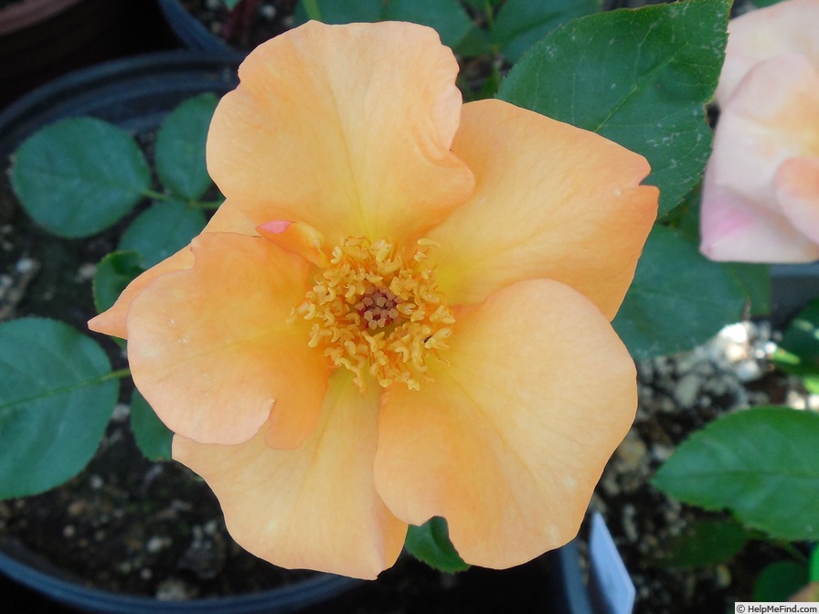 'Bronze Medal' rose photo