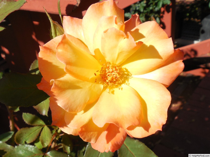 'Tropical Sun (floribunda, Jackson & Perkins 2012' rose photo