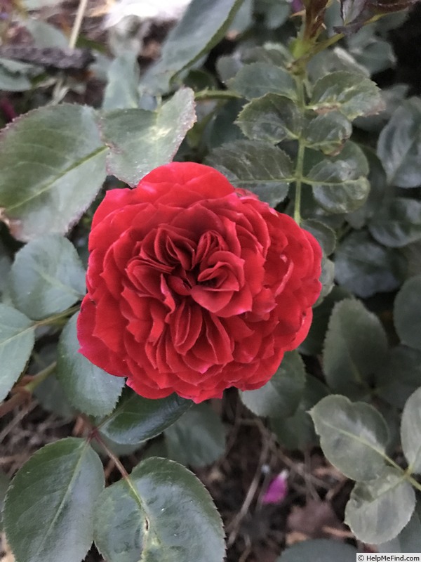 'Roxanne ™ Veranda ®' rose photo