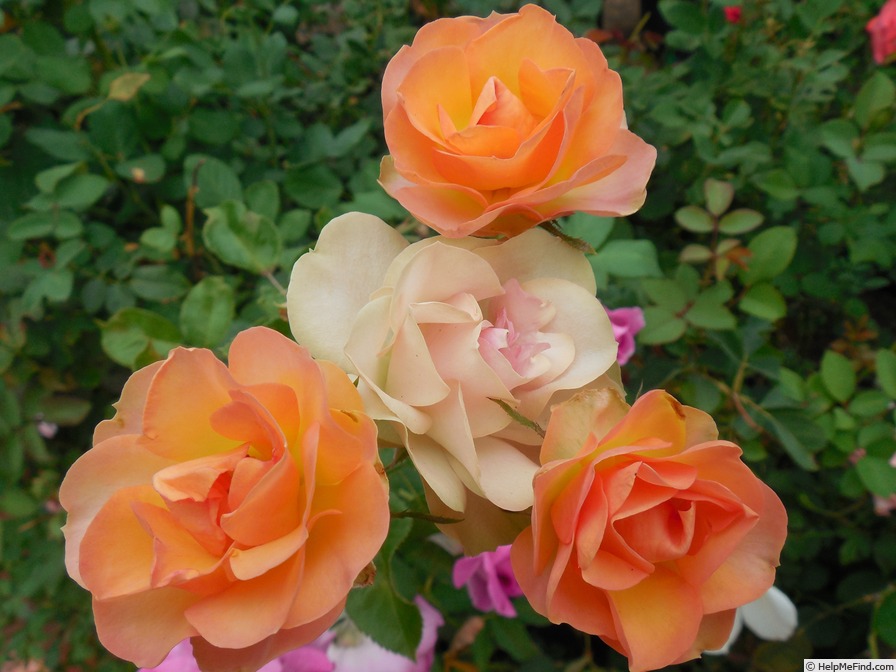 'Sheila MacQueen (floribunda, Harkness 1988)' rose photo