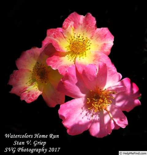 'Watercolors Home Run' rose photo