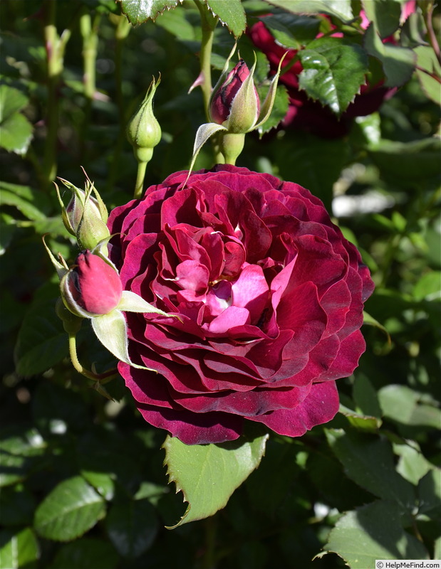 'Léa Mège ®' rose photo