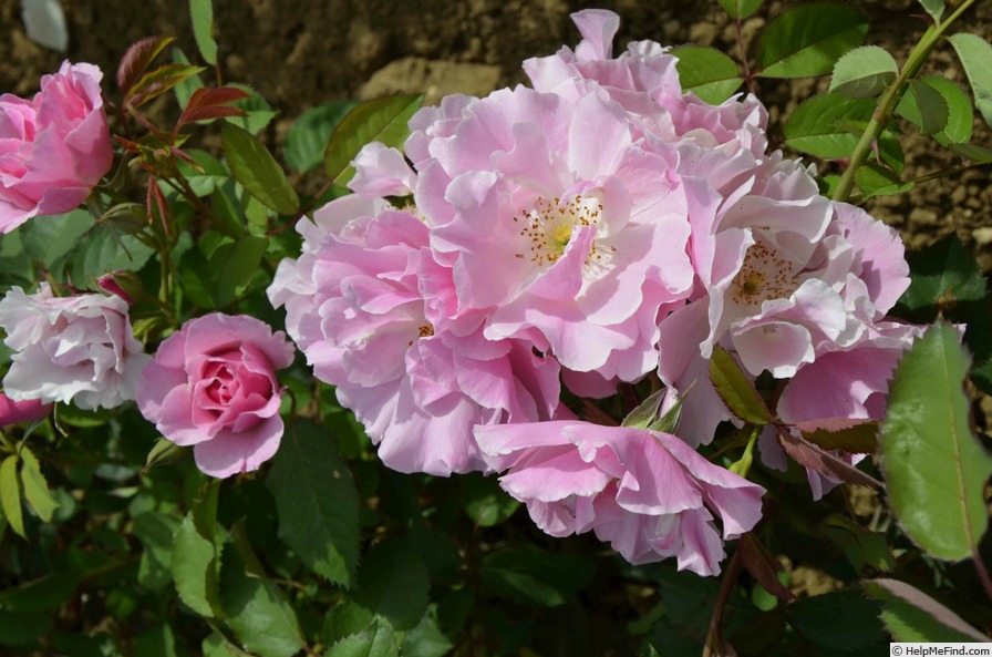 'Fontevraud l’abbaye ®' rose photo