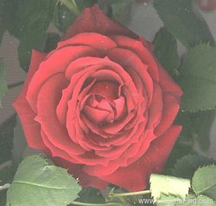 'BR515 (Peter Harris)' rose photo