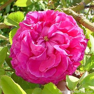 'Ardoisée de Lyon' rose photo