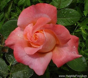 'Fascination ™ (floribunda, Olesen, 1989/95)' rose photo