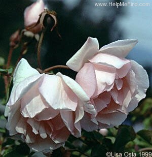 'Jaune Desprez' rose photo