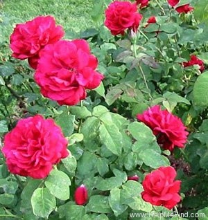 'John S. Armstrong' rose photo