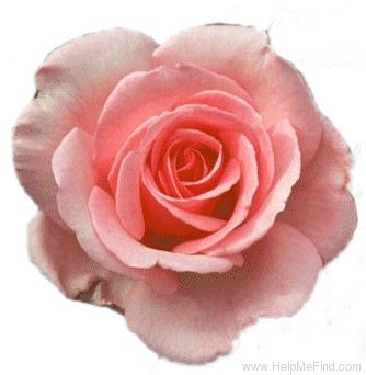 'Royal Star & Garter' rose photo