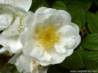 'Neige d'Avril' rose photo