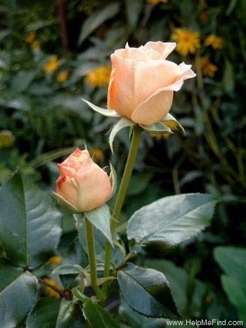 'Amber Abundance (Floribunda, Harkness, 2000)' rose photo