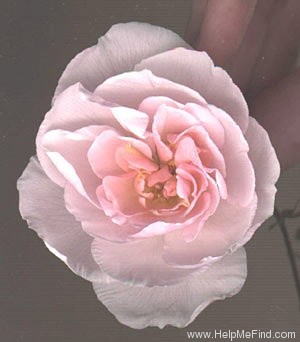 'H503 (Peter Harris)' rose photo