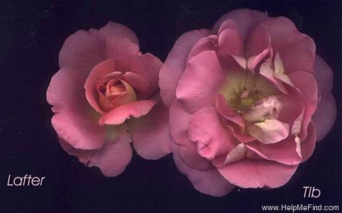 'Lafter' rose photo