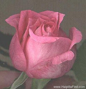 'BR506 ('Lilac')' rose photo