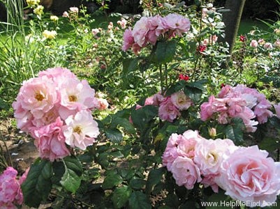 'Trianon' rose photo