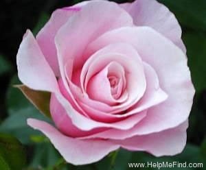 'Our Lady of Guadalupe ™' rose photo