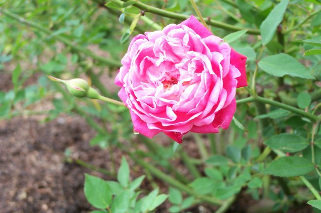 'Cramoisi Supérieur' rose photo